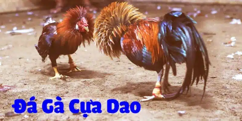 Tìm hiểu về đá gà cựa dao