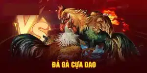 Đá Gà Cựa Dao